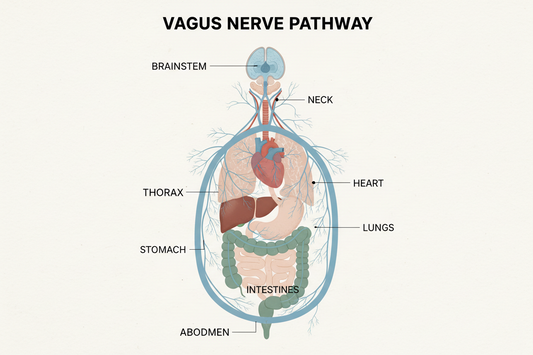 The Power of our Vagus Nerve