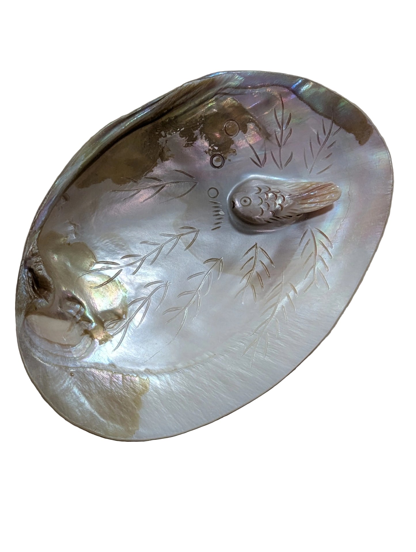 Australian Abalone Shell With Carved Out Fish Design